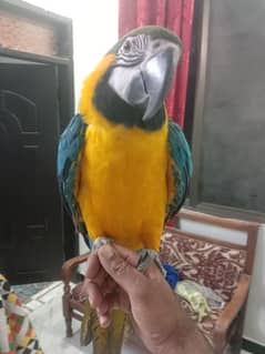 macaw