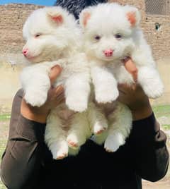 Russian Pink Nose puppy