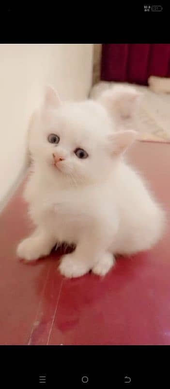 Persian cat available 4