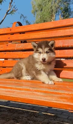 Siberian husky female puppy