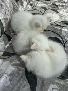 40 days old pure Persian white Kittens for sale in Lahore