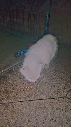 Turkish Angora female Cat