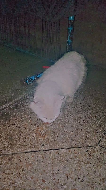 Turkish Angora female Cat 0