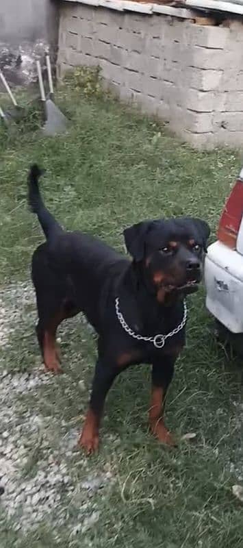 Top quality Rottweiler 4