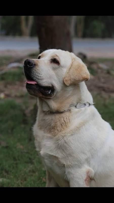 Labrador top quality pedigree puppys available for sale 2