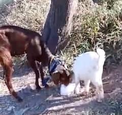 Goat / Bakra / Nasli Bakri+Kid/ 1 Male Kid / Bakri+Kid / Healthy Goats