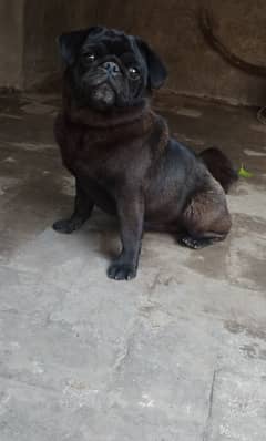 Pug female