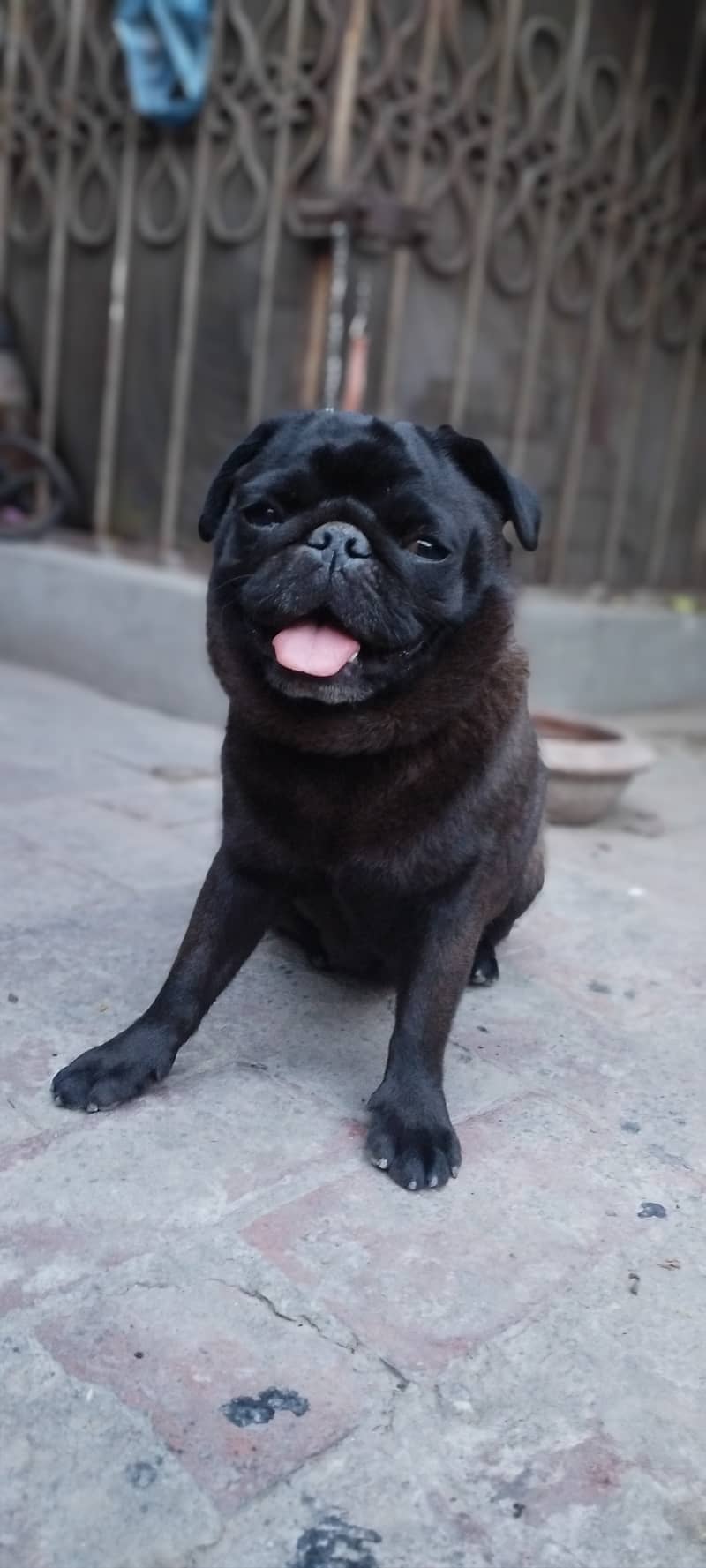 Pug female 1