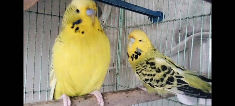 King Male And Exhibition Female Pair. 2