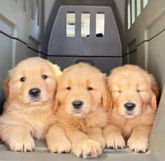 American Golden Retriever Puppies