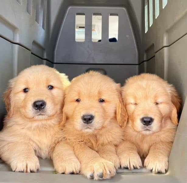 American Golden Retriever Puppies 0