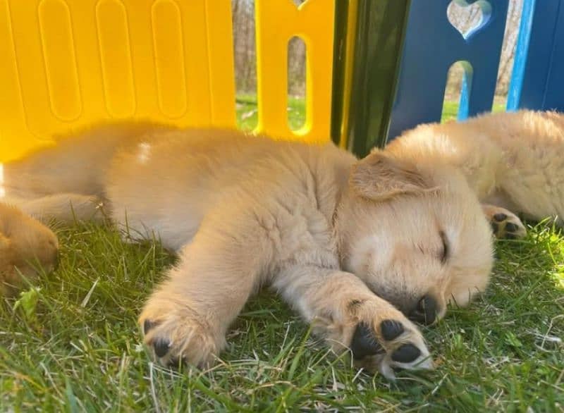 American Golden Retriever Puppies 1