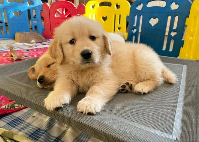 American Golden Retriever Puppies 3