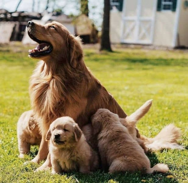 American Golden Retriever Puppies 5