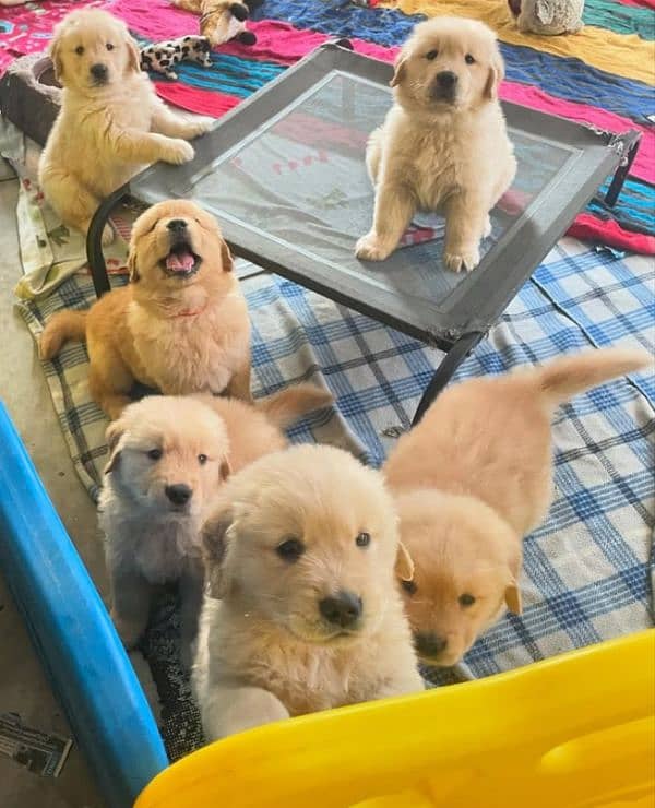 American Golden Retriever Puppies 6