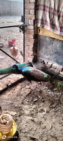 Indian blue shoulder breeder male