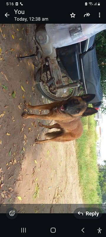 balgium malinose female avalible for sale 0