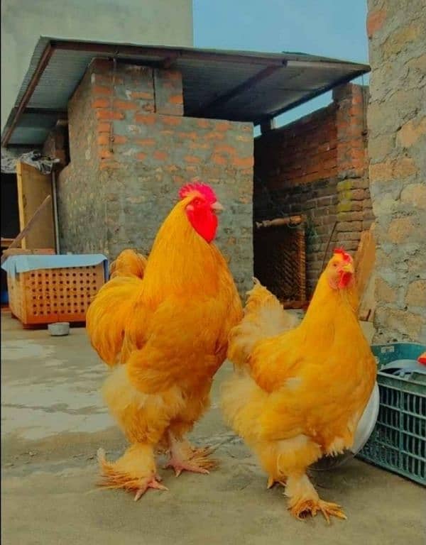 Coco and black bharama, Heavy buff an japnies molte. chick's available 6