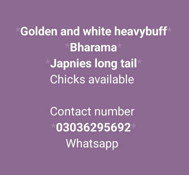 Coco and black bharama, Heavy buff an japnies molte. chick's available 15