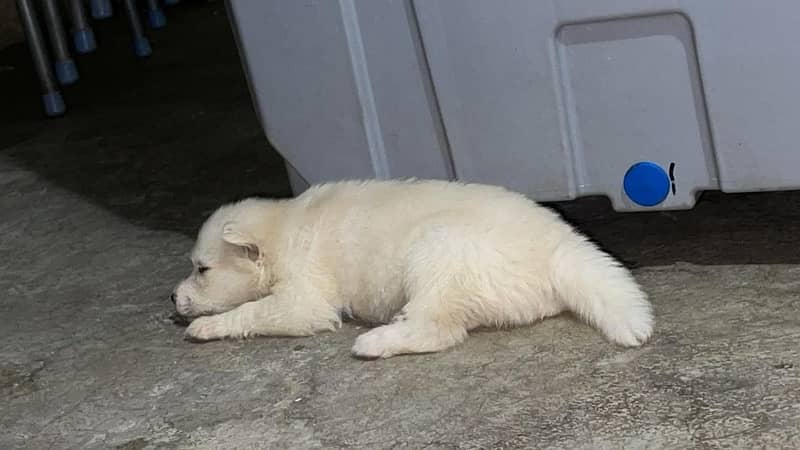 heavy bone white husky very rare parents pic attached 8