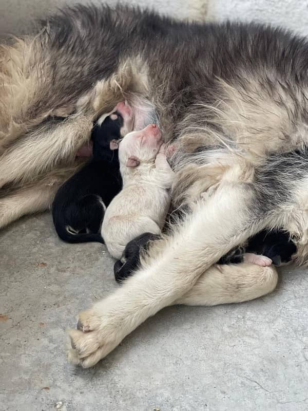 heavy bone white husky very rare parents pic attached 9