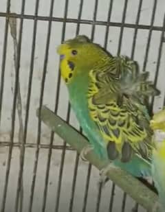 budgie