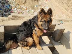 German shepherd dog / pure German sheperd male for sale