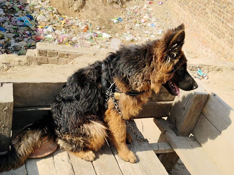 German shepherd dog / pure German sheperd male for sale 2