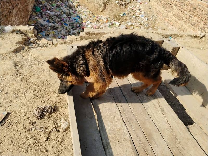 German shepherd dog / pure German sheperd male for sale 3