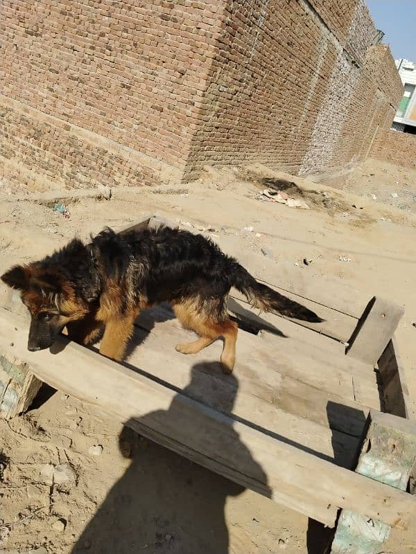 German shepherd dog / pure German sheperd male for sale 4