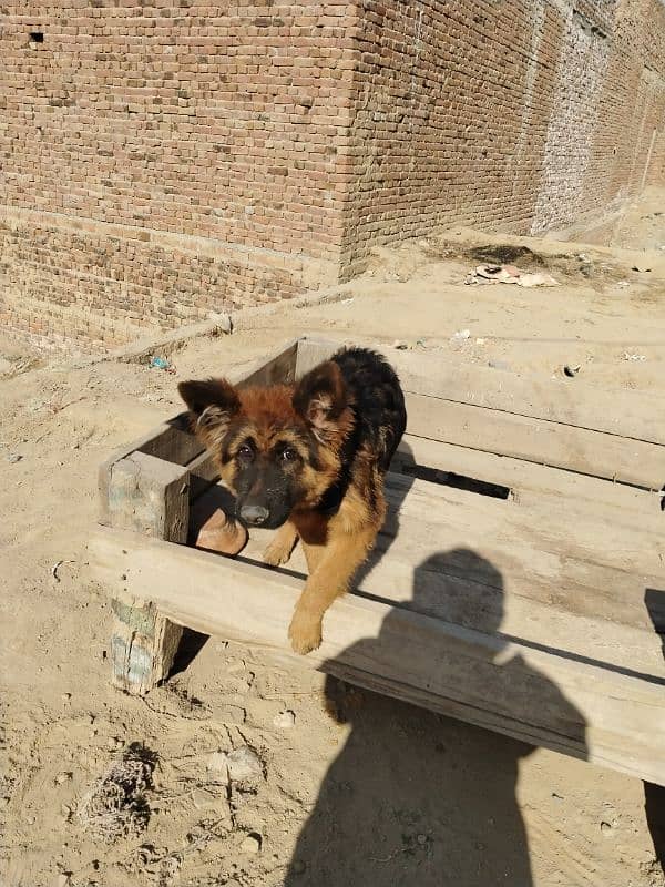 German shepherd dog / pure German sheperd male for sale 5