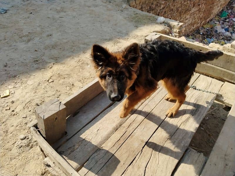 German shepherd dog / pure German sheperd male for sale 7