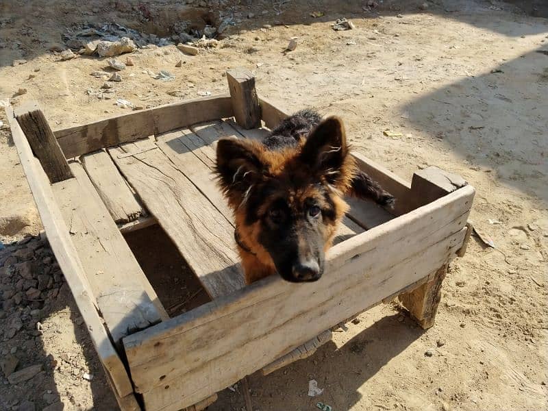 German shepherd dog / pure German sheperd male for sale 8