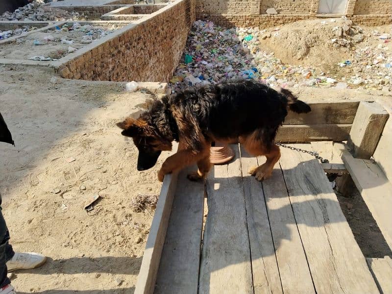 German shepherd dog / pure German sheperd male for sale 9