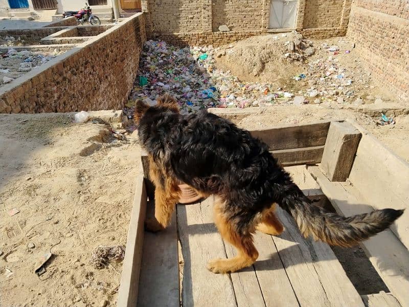 German shepherd dog / pure German sheperd male for sale 10