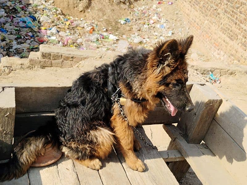 German shepherd dog / pure German sheperd male for sale 11