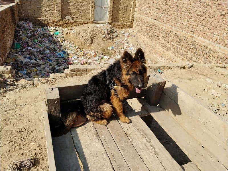 German shepherd dog / pure German sheperd male for sale 12