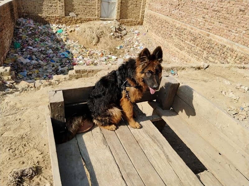 German shepherd dog / pure German sheperd male for sale 13