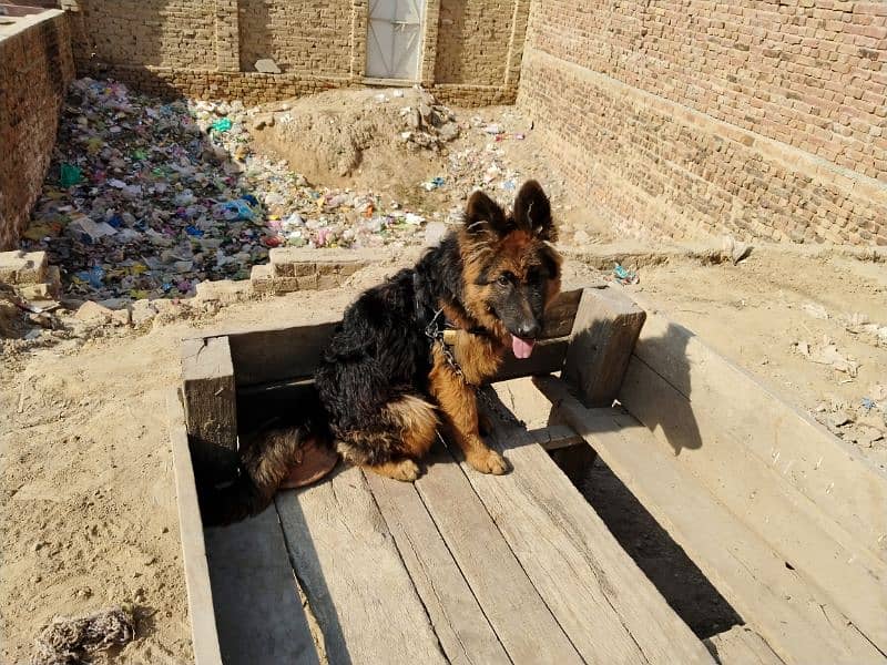 German shepherd dog / pure German sheperd male for sale 15