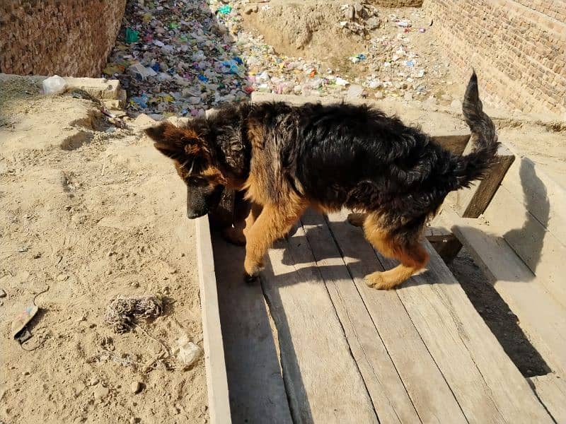 German shepherd dog / pure German sheperd male for sale 18