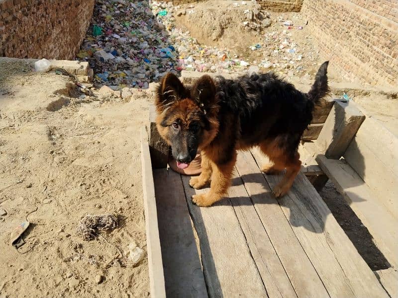 German shepherd dog / pure German sheperd male for sale 19