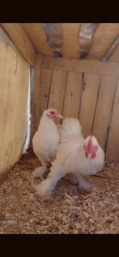 white bantam near to breed . . mushka . . . laka aseel