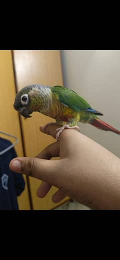 Pineapple Conure Hand Tamed