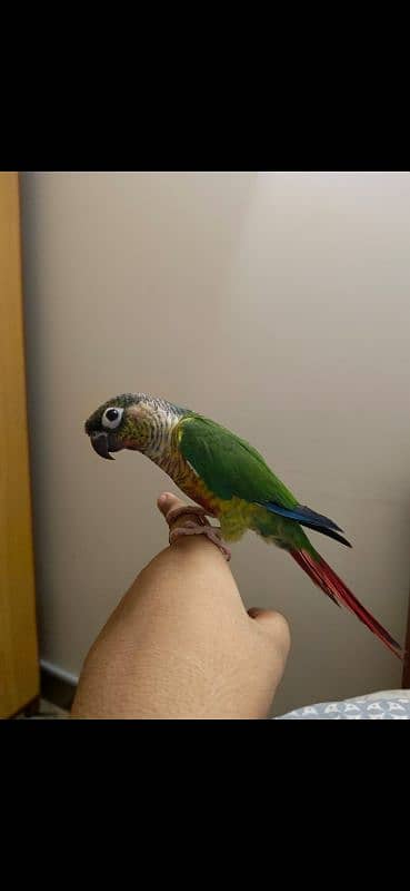 Pineapple Conure Hand Tamed 1