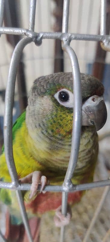 Pineapple Conure Hand Tamed 2