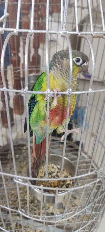 Pineapple Conure Hand Tamed 3