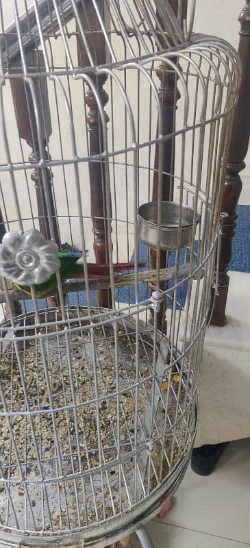 Pineapple Conure Hand Tamed 4