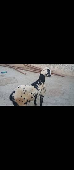 pure khara male sheep 6 month