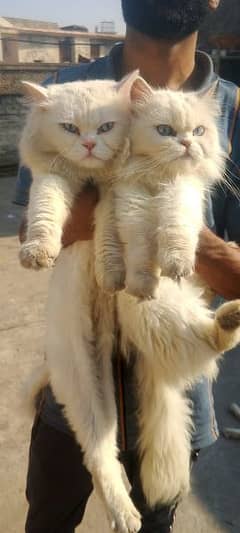 Pure Persian blue eyes pair