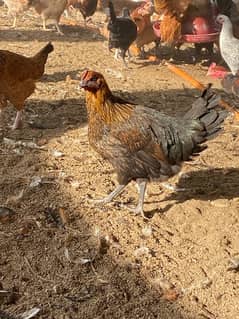 desi murghi golden misri hens